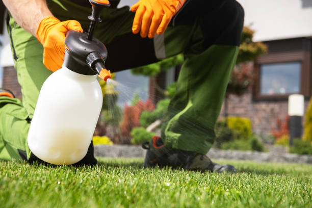Wasp Removal Services in Carol Stream, IL