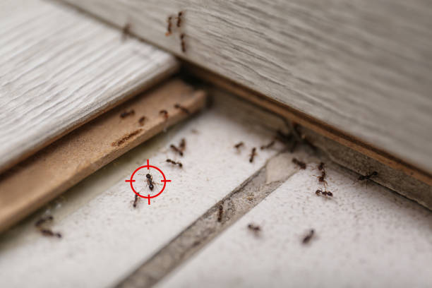 Best Bird Control  in Carol Stream, IL