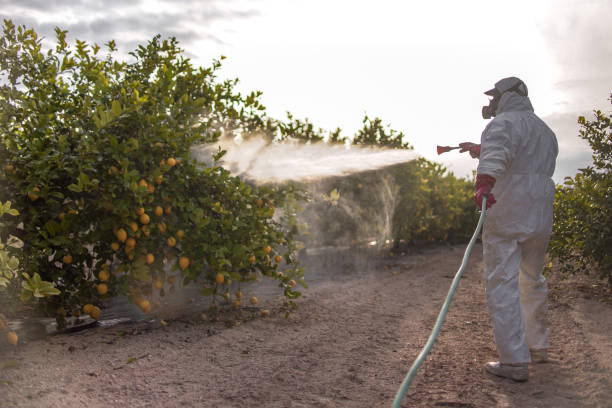 Best Wasp Removal Services  in Carol Stream, IL